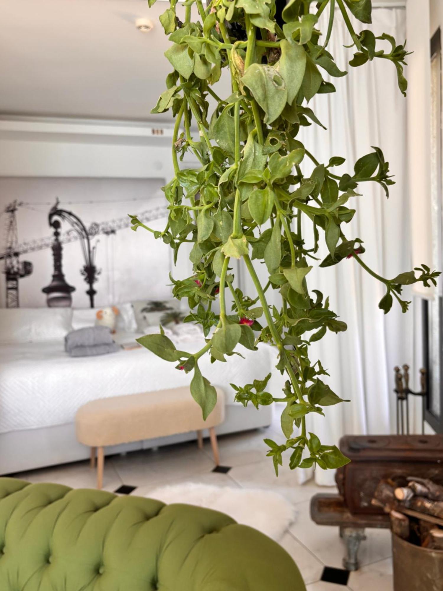 Sato Design Hotel (Adults Only) Çeşme Bilik gambar